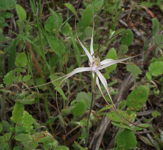 Caladenia - Orchid-spider-4-Sep-2018p0003.JPG